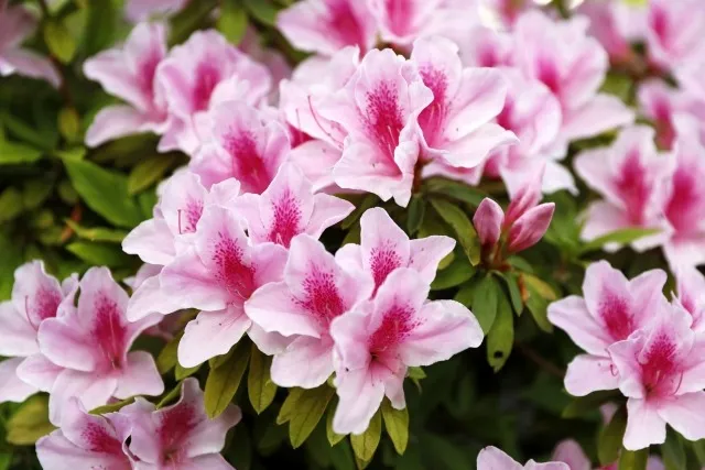 アットホームな訪問看護ステーション　ベルです♪　名古屋近郊に開設の訪問看護